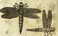 Picture 184 of 307 from The history of four-footed beasts and serpents. (1658), leaf 903