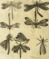 An illustration from The history of four-footed beasts and serpents. (1658)