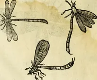 An illustration from The history of four-footed beasts and serpents. (1658)
