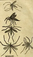 An illustration from The history of four-footed beasts and serpents. (1658)