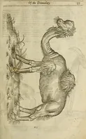 Picture 32 of 307 from The history of four-footed beasts and serpents. (1658), leaf 92