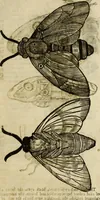 Picture 189 of 307 from The history of four-footed beasts and serpents. (1658), leaf 922