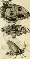 An illustration from The history of four-footed beasts and serpents. (1658)