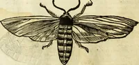 Picture 191 of 307 from The history of four-footed beasts and serpents. (1658), leaf 923