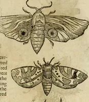 Picture 192 of 307 from The history of four-footed beasts and serpents. (1658), leaf 924