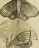 Picture 193 of 307 from The history of four-footed beasts and serpents. (1658), leaf 924
