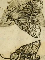Picture 194 of 307 from The history of four-footed beasts and serpents. (1658), leaf 924