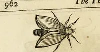 Picture 195 of 307 from The history of four-footed beasts and serpents. (1658), leaf 925