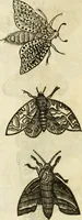 Picture 196 of 307 from The history of four-footed beasts and serpents. (1658), leaf 925