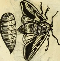 Picture 197 of 307 from The history of four-footed beasts and serpents. (1658), leaf 925