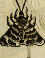 An illustration from The history of four-footed beasts and serpents. (1658)