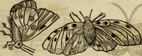 Picture 200 of 307 from The history of four-footed beasts and serpents. (1658), leaf 926