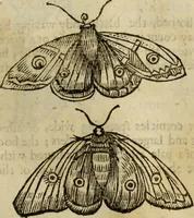 Picture 201 of 307 from The history of four-footed beasts and serpents. (1658), leaf 926