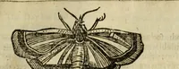 Picture 202 of 307 from The history of four-footed beasts and serpents. (1658), leaf 928