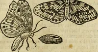 Picture 203 of 307 from The history of four-footed beasts and serpents. (1658), leaf 928