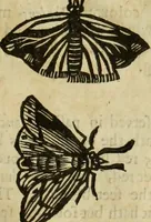 Picture 205 of 307 from The history of four-footed beasts and serpents. (1658), leaf 928