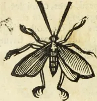 Picture 206 of 307 from The history of four-footed beasts and serpents. (1658), leaf 929