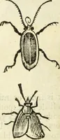 An illustration from The history of four-footed beasts and serpents. (1658)