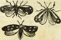 Picture 208 of 307 from The history of four-footed beasts and serpents. (1658), leaf 929