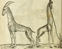 An illustration from The history of four-footed beasts and serpents. (1658)