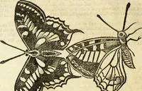 Picture 210 of 307 from The history of four-footed beasts and serpents. (1658), leaf 931