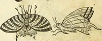 Picture 211 of 307 from The history of four-footed beasts and serpents. (1658), leaf 931