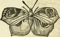 Picture 212 of 307 from The history of four-footed beasts and serpents. (1658), leaf 931