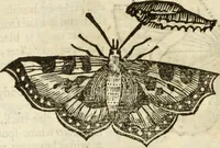 Picture 214 of 307 from The history of four-footed beasts and serpents. (1658), leaf 933