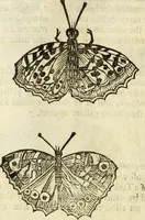 Picture 215 of 307 from The history of four-footed beasts and serpents. (1658), leaf 933