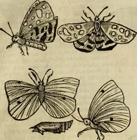 Picture 217 of 307 from The history of four-footed beasts and serpents. (1658), leaf 934