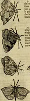 Picture 218 of 307 from The history of four-footed beasts and serpents. (1658), leaf 934