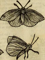 Picture 219 of 307 from The history of four-footed beasts and serpents. (1658), leaf 934