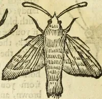 Picture 220 of 307 from The history of four-footed beasts and serpents. (1658), leaf 935