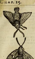 Picture 221 of 307 from The history of four-footed beasts and serpents. (1658), leaf 936