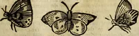 Picture 222 of 307 from The history of four-footed beasts and serpents. (1658), leaf 936
