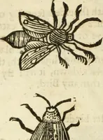 Picture 223 of 307 from The history of four-footed beasts and serpents. (1658), leaf 937