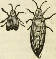 Picture 224 of 307 from The history of four-footed beasts and serpents. (1658), leaf 939