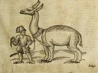 An illustration from The history of four-footed beasts and serpents. (1658)