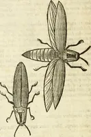 Picture 225 of 307 from The history of four-footed beasts and serpents. (1658), leaf 941
