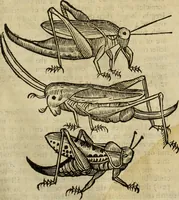 Picture 226 of 307 from The history of four-footed beasts and serpents. (1658), leaf 944