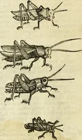 Picture 228 of 307 from The history of four-footed beasts and serpents. (1658), leaf 945