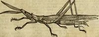 Picture 230 of 307 from The history of four-footed beasts and serpents. (1658), leaf 946