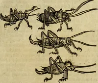 Picture 231 of 307 from The history of four-footed beasts and serpents. (1658), leaf 948