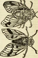An illustration from The history of four-footed beasts and serpents. (1658)