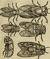 An illustration from The history of four-footed beasts and serpents. (1658)