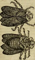 Picture 234 of 307 from The history of four-footed beasts and serpents. (1658), leaf 954