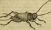 Picture 235 of 307 from The history of four-footed beasts and serpents. (1658), leaf 958