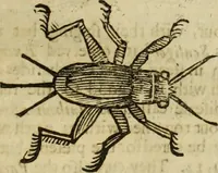 Picture 236 of 307 from The history of four-footed beasts and serpents. (1658), leaf 958
