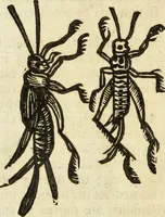 Picture 237 of 307 from The history of four-footed beasts and serpents. (1658), leaf 959