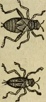 Picture 238 of 307 from The history of four-footed beasts and serpents. (1658), leaf 960